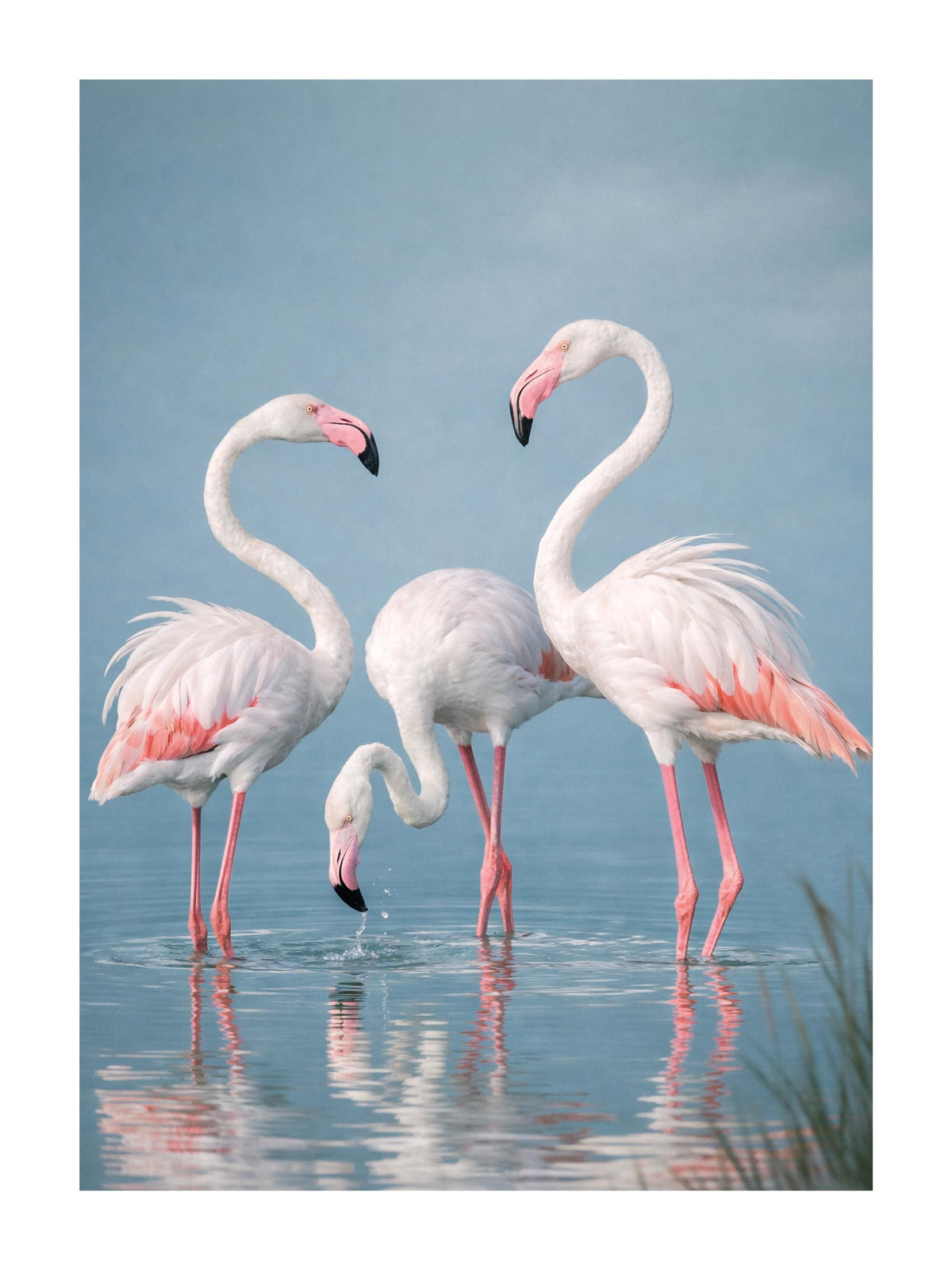Fenicotteri Rosa sul Lago: vista 3 del prodotto