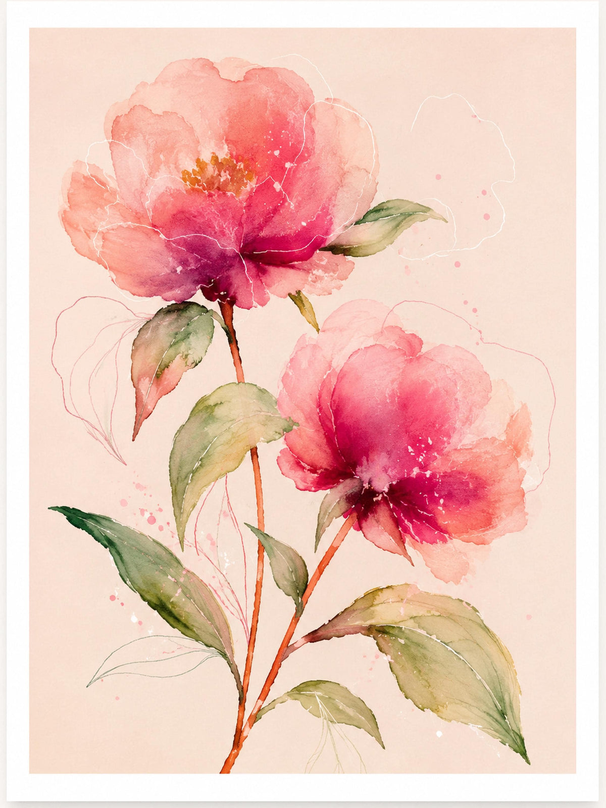Peonie rosa in fiore, stampa digitale acquerello botanico