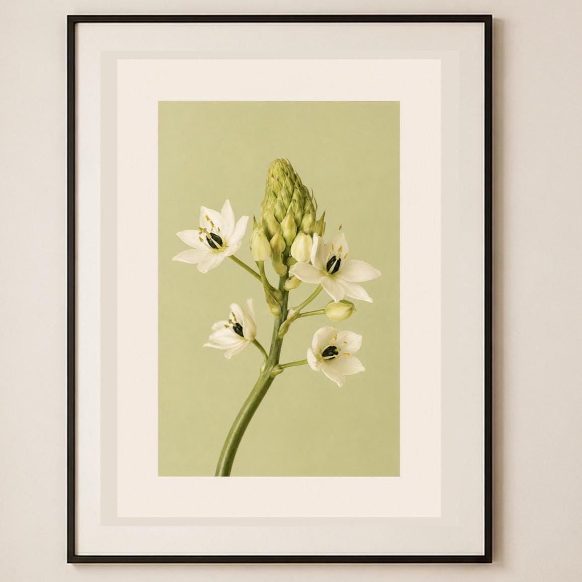 Fiore bianco a stella, stampa digitale fotografia fine art