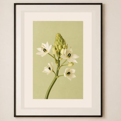 Fiore bianco a stella, stampa digitale fotografia fine art