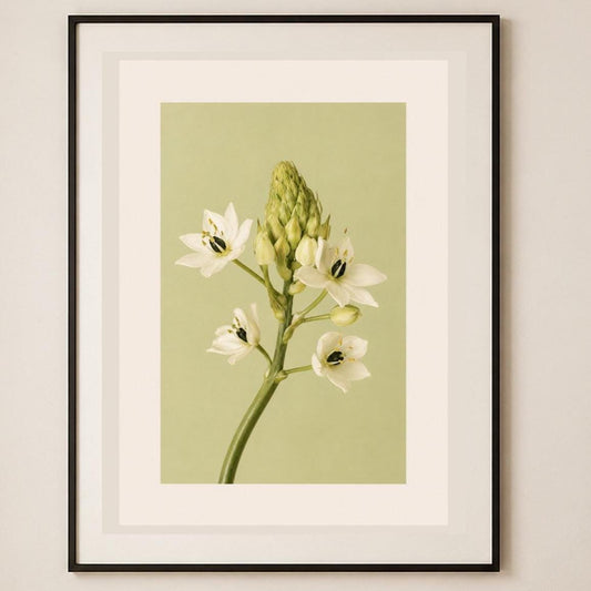 Fiore bianco a stella, stampa digitale fotografia fine art