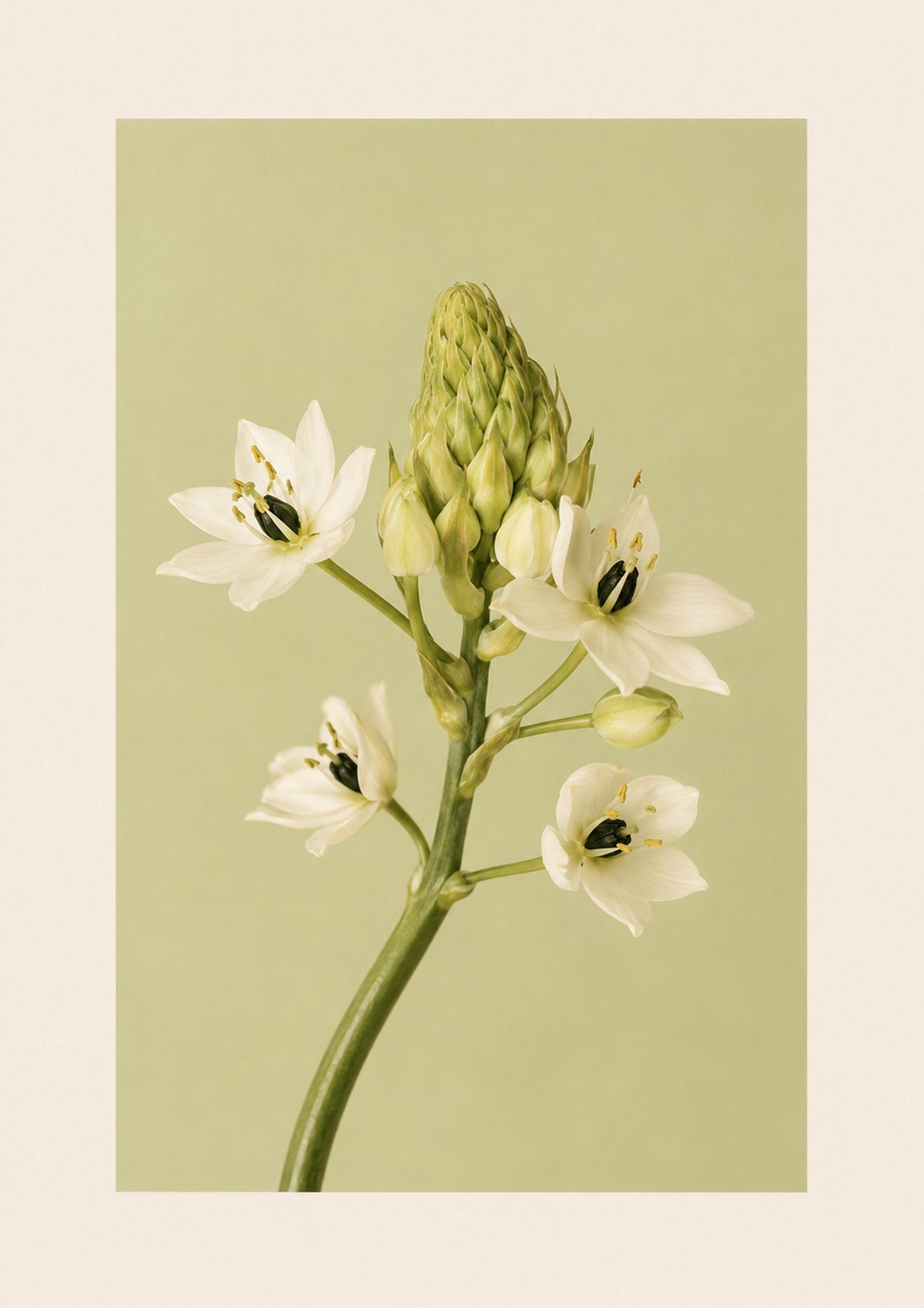 Fiore bianco a stella, stampa digitale fotografia fine art