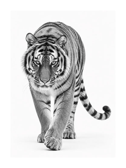 Quadro tigre bianco e nero: vista 3 del prodotto